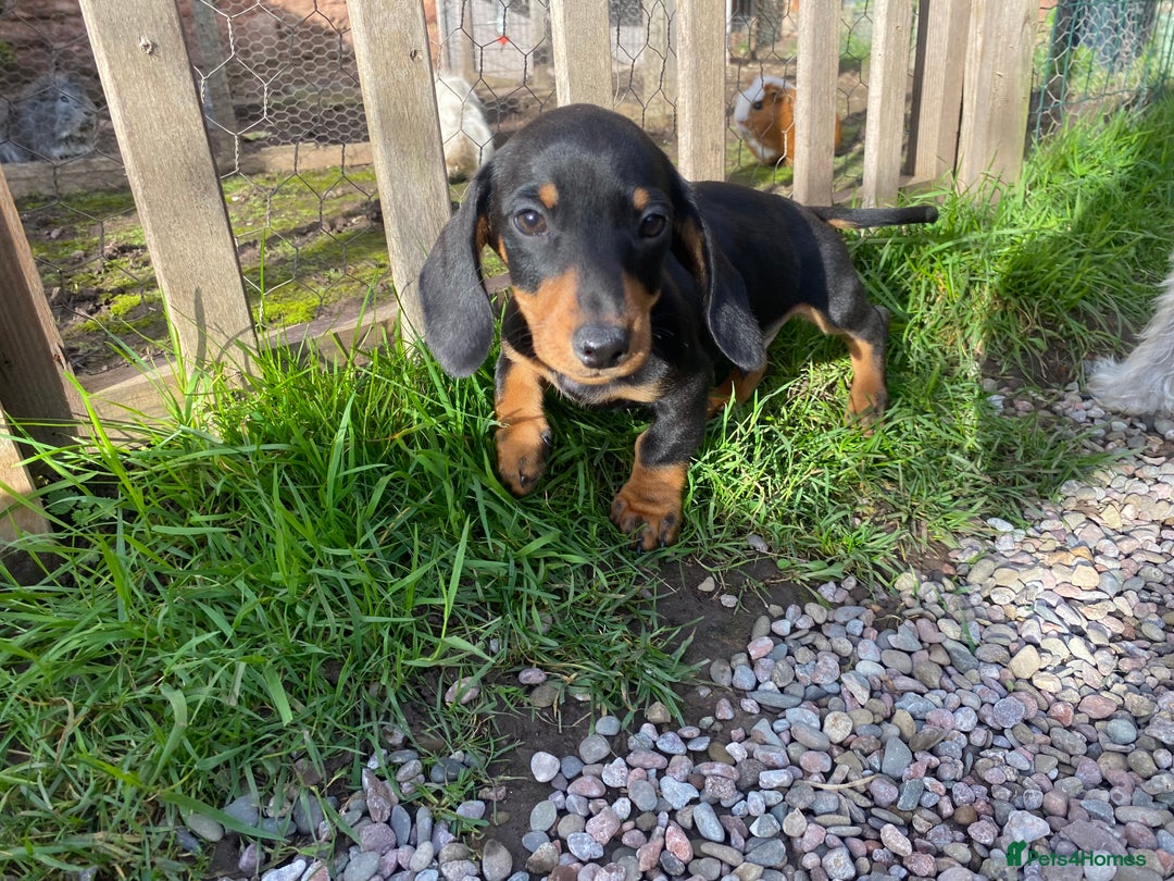 Dachshund dogs for sale: Miniature Dachshund Puppies ⭐️one male left  ⭐️ - Advert 17