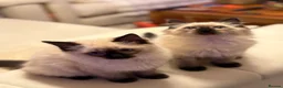 Ragdoll cats for sale: Adorable purebred Ragdolls  - Advert 8
