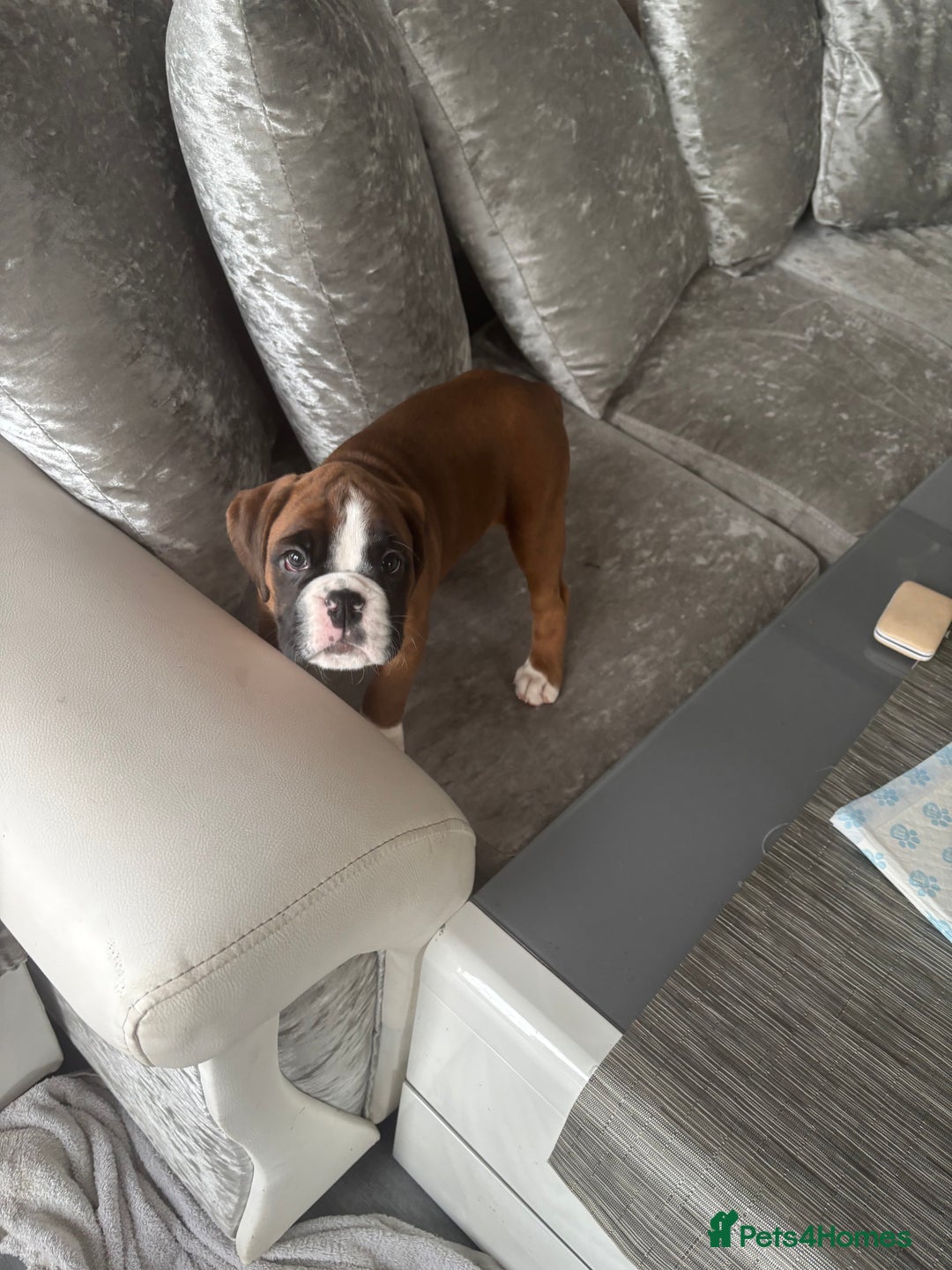 Boxer dogs for sale: Beautiful boxer girl left out of litter of 8.  - Advert 8