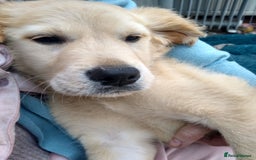 Golden Retriever dogs for sale: Wonderful,playful ,adventurous happy little furs😍 - Image 25