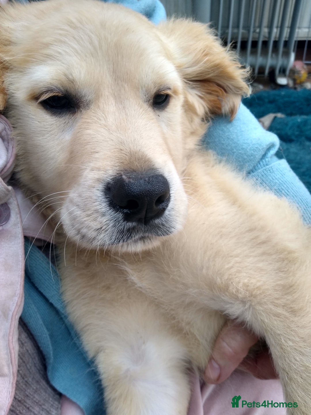 Golden Retriever dogs for sale: Wonderful,playful ,adventurous happy little furs😍 - Image 25