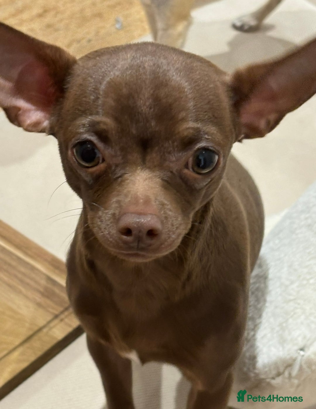 Chihuahua dogs for sale: 14 month old Chihuahuas Brother and Sister  - Image 2