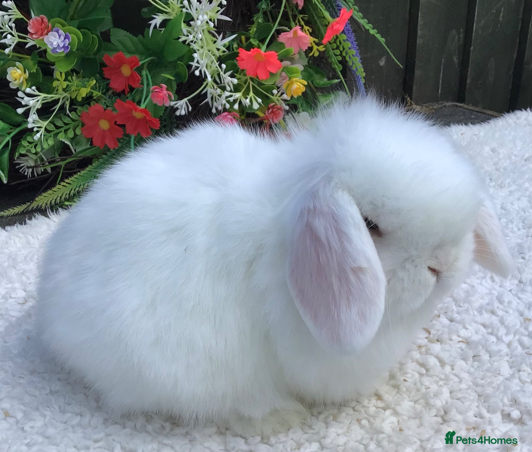Mini Lop rabbits Mini lop doe - Advert 2