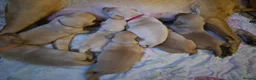 Labrador Retriever dogs for sale: Red fox labrador puppies  in Rotherham - Advert 2