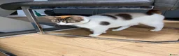 Mixed Breed cats for sale: Kittens  - Advert 1