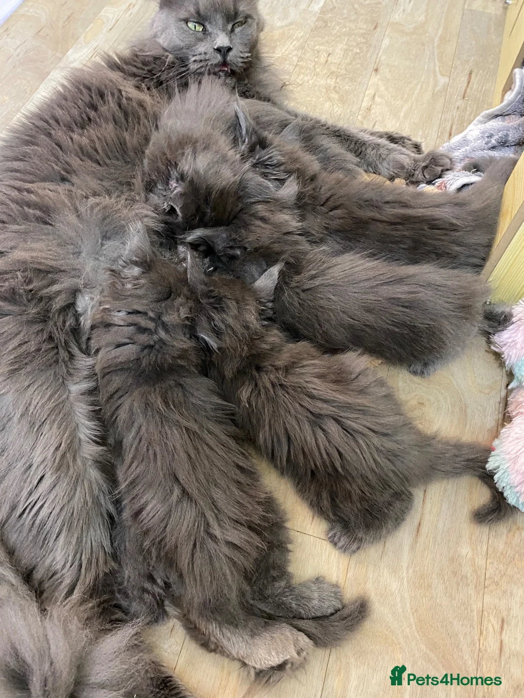 Maine Coon cats for sale: 🔥*💙*STUNNING SOLID BLUE MAINE COON KITTENS*💙*🔥 - Advert 2