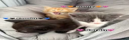 Mixed Breed cats for sale:  Beautiful cuddly kittens  - Advert 15
