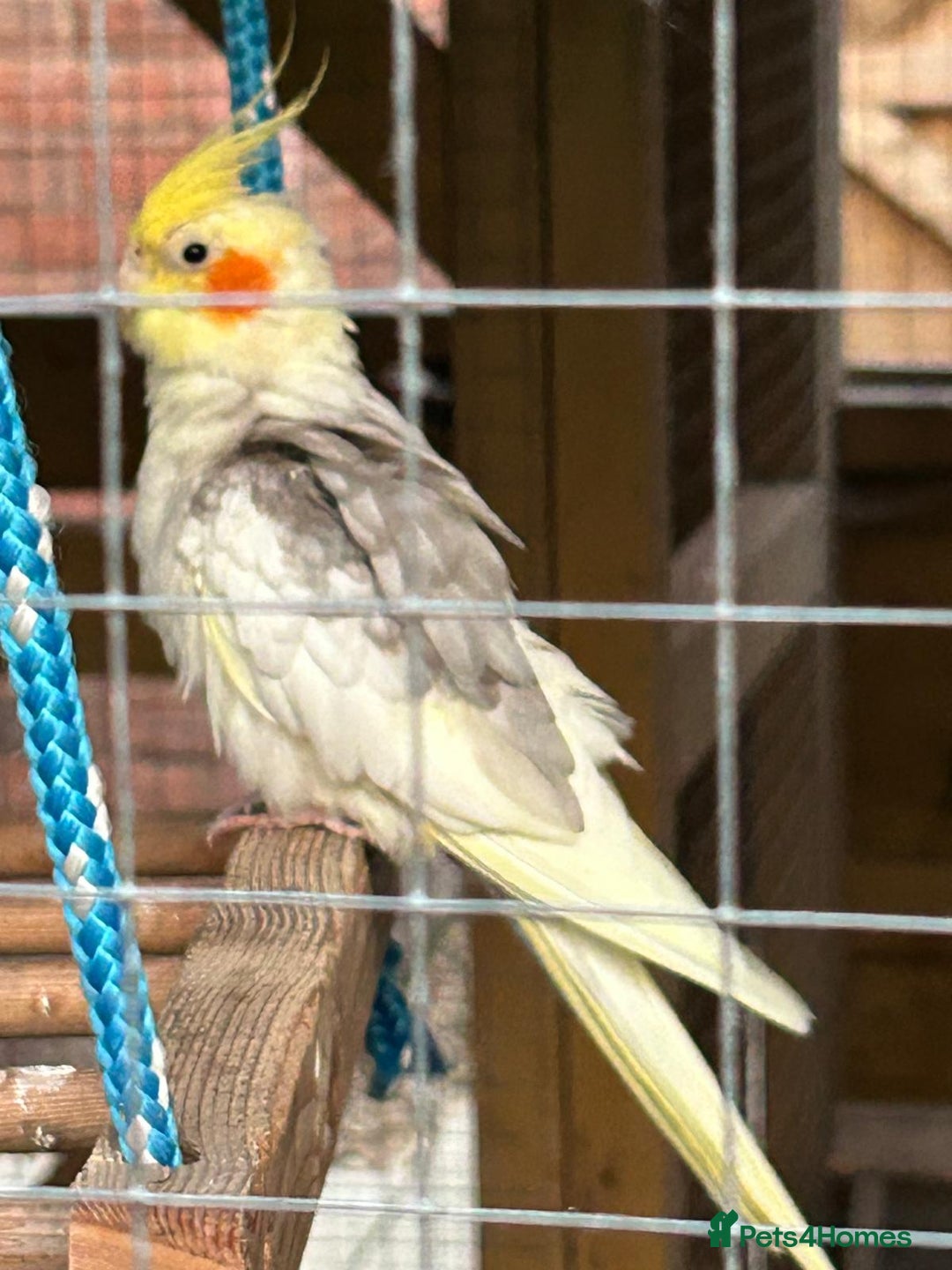 Cockatiels birds for sale: Breeding Pair of Cockatiels - Image 9