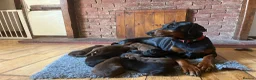 Dobermann dogs for sale: Outstanding KC Health tested Doberman puppies  - Advert 2