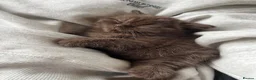 British Shorthair cats for sale: GCCF Registered Top-Quality British Shorthairs  - Advert 9