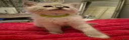 Ragdoll cats for sale: 6x purebred blue, lilac and lynx ragdoll kittens - Advert 23