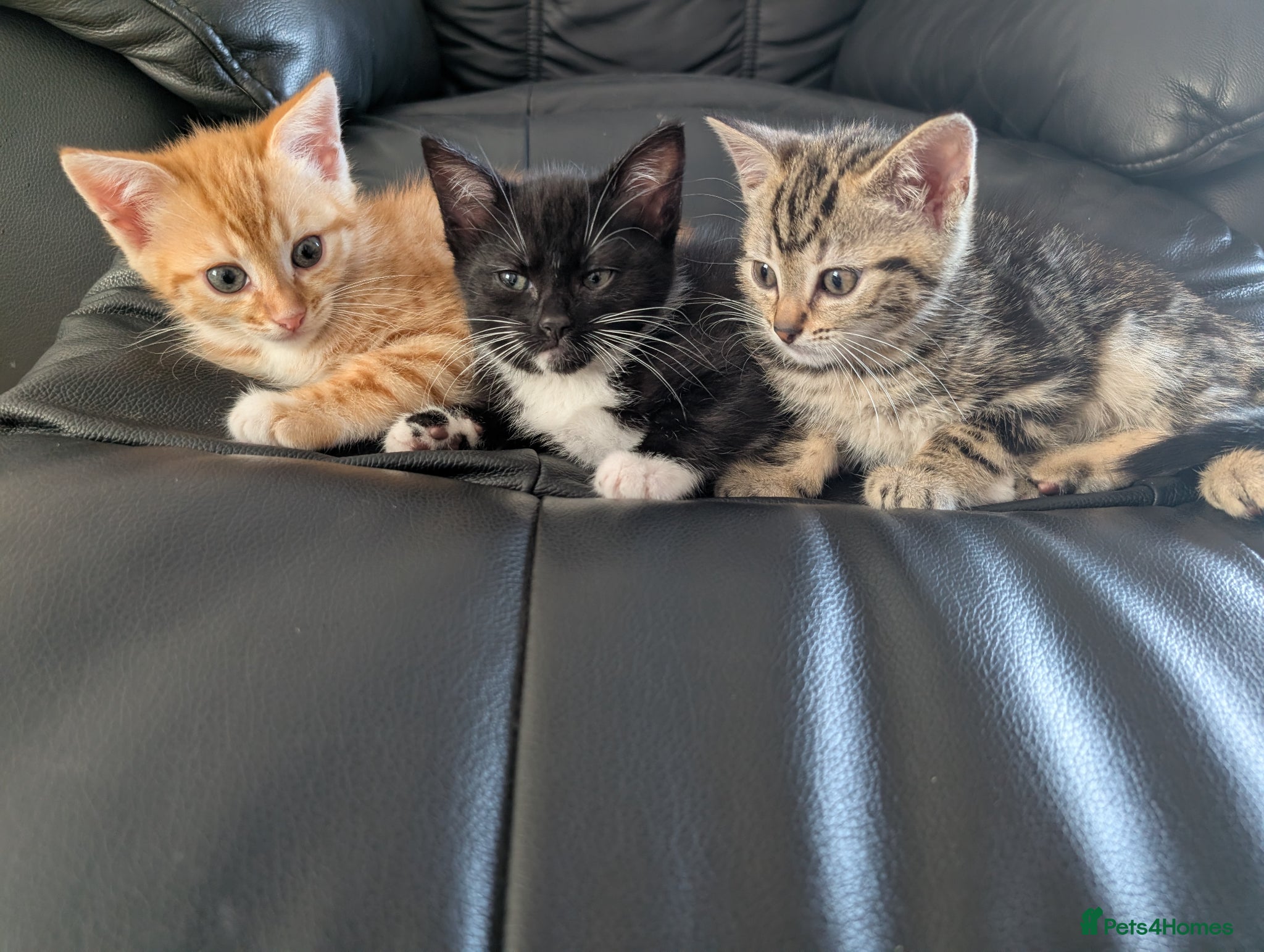 Mixed Breed cats Adorable Kittens Ready for Their Forever Homes - Advert 1