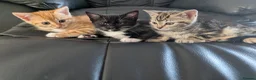 Mixed Breed cats for sale: Adorable Kittens Ready for Their Forever Homes in Purfleet - Advert 1