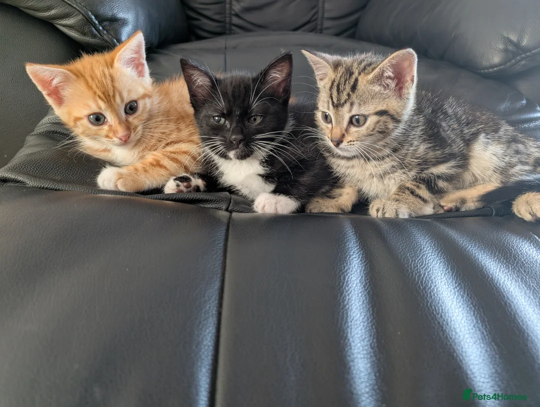 Mixed Breed cats for sale: Adorable Kittens Ready for Their Forever Homes in Purfleet - Advert 1