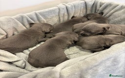 Staffordshire Bull Terrier dogs for sale: 💙💙Champion bloodline blue staffy pups !!!💙💙 - Image 11