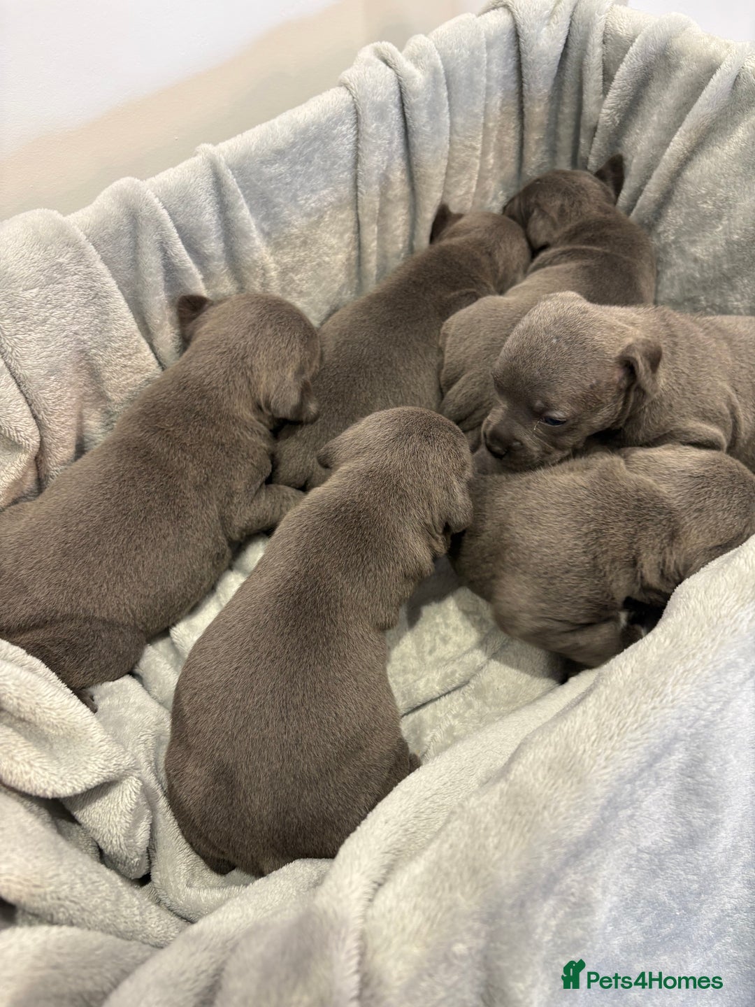 Staffordshire Bull Terrier dogs for sale: 💙💙Champion bloodline blue staffy pups !!!💙💙 - Image 11
