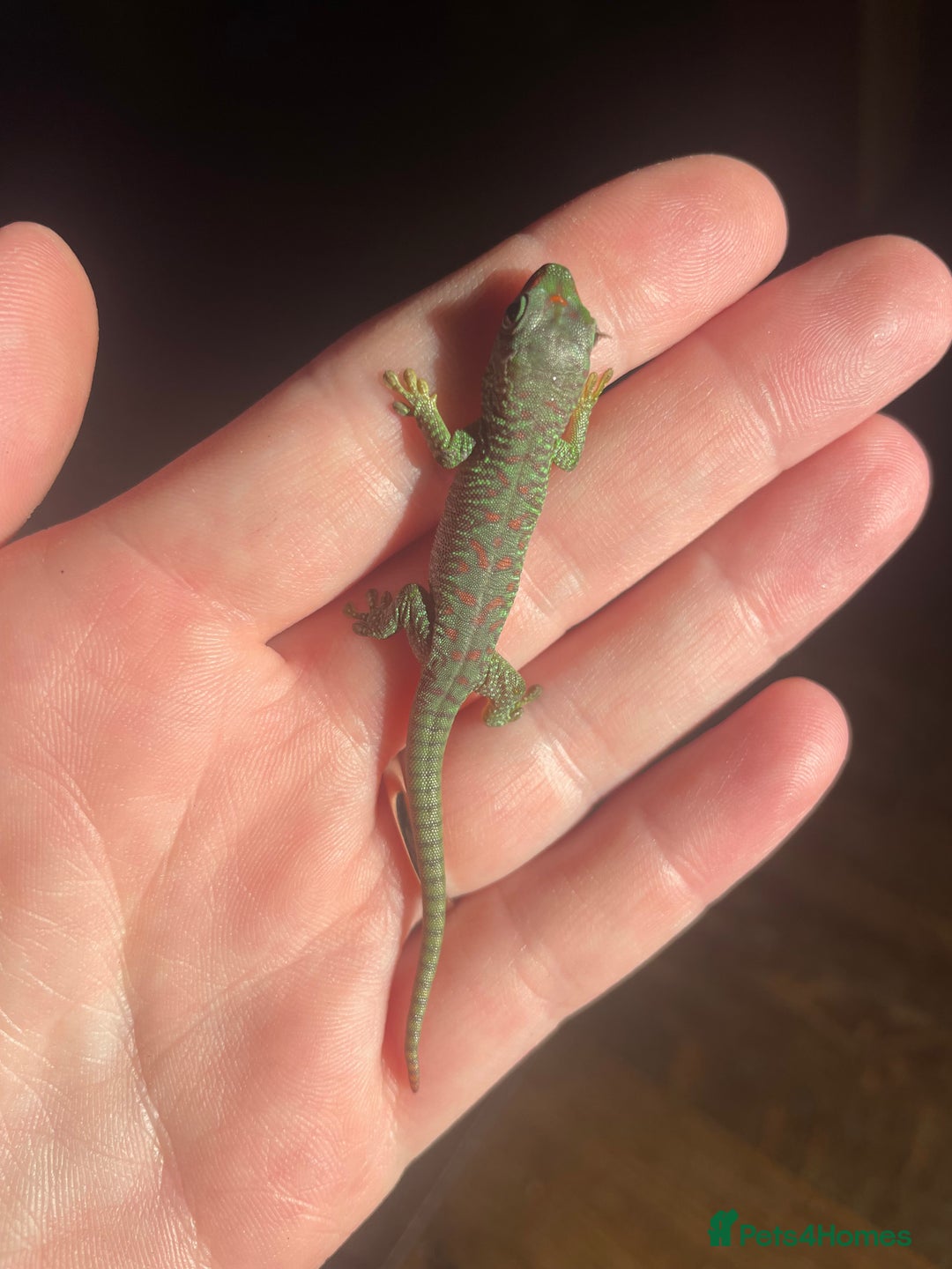 Gecko reptiles for sale: Phelsuma Grandis juvenile geckos - Image 4