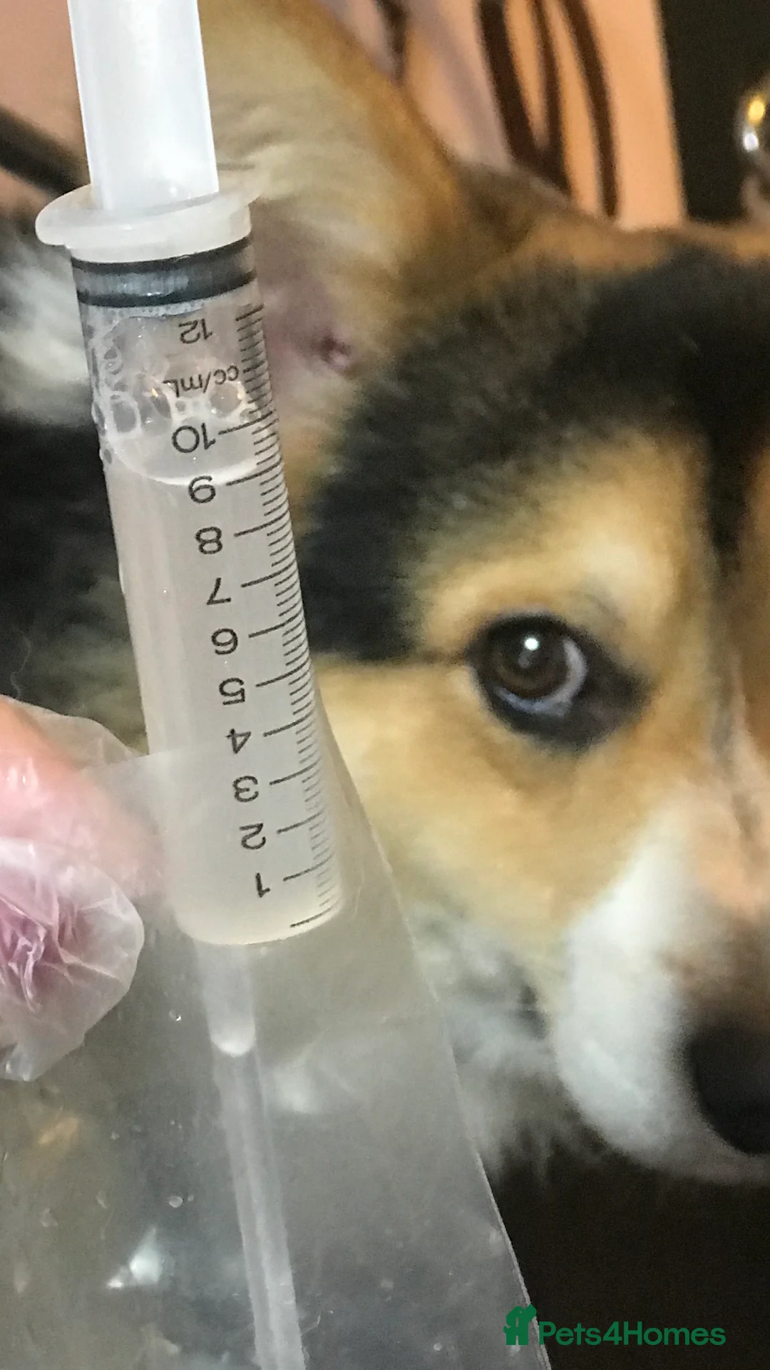 Welsh Corgi Pembroke dogs for stud: TOP QUALITY PROVEN !!! KC Pembroke Corgi for stud in Rugby - Advert 7