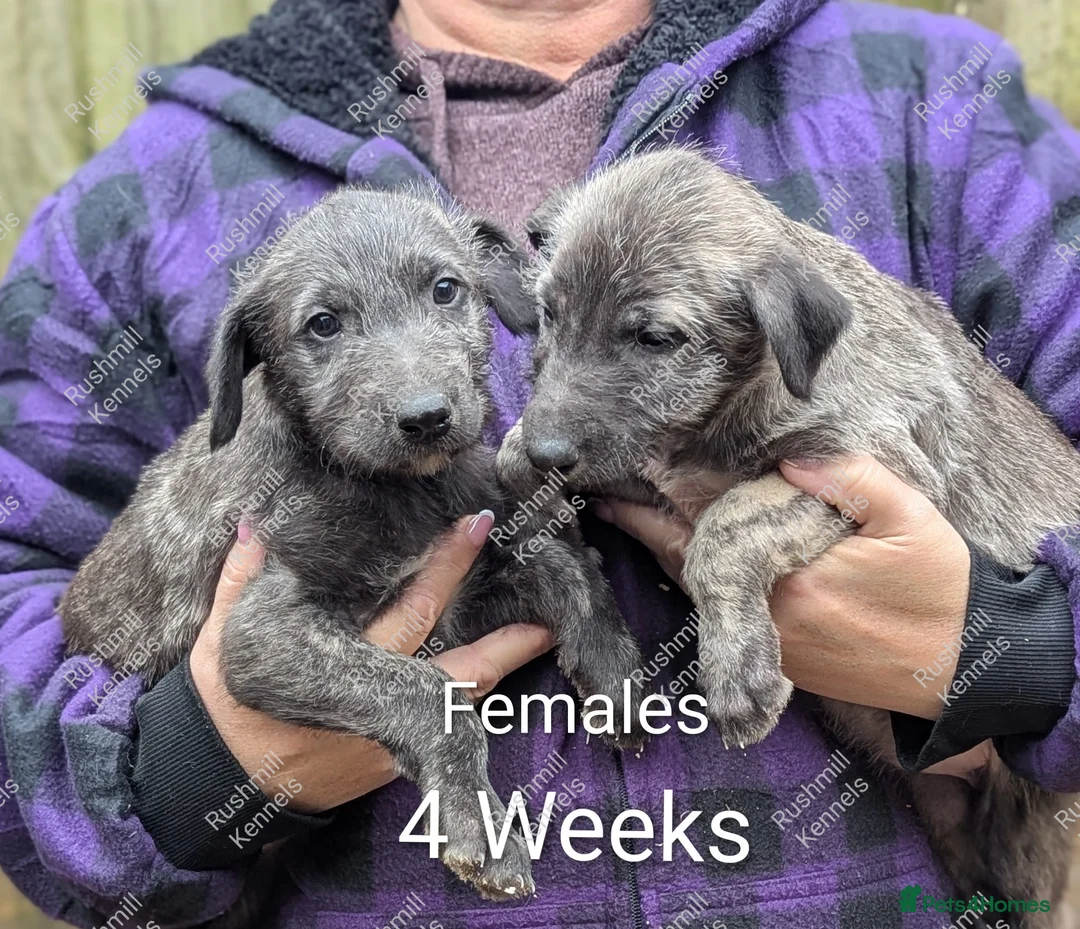 Irish Wolfhound dogs for sale: Wolfhound/Deerhound pups - Advert 2