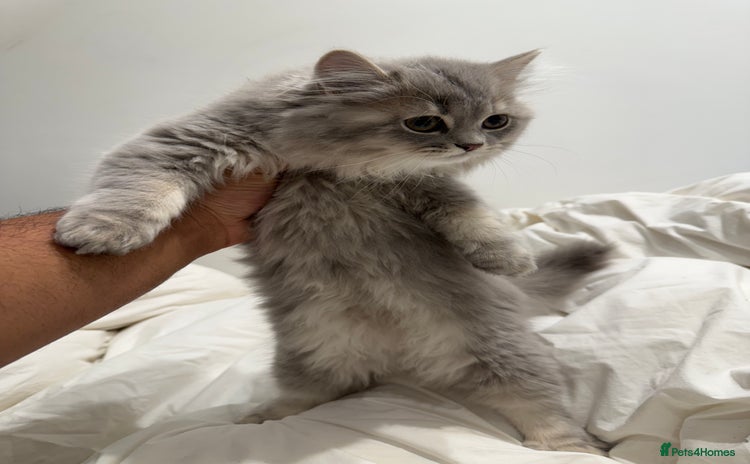 British Longhair cats - Advert 1