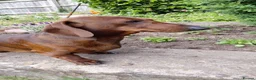 Dachshund dogs for sale: 5 kc standard smooth dachshunds  - Advert 8