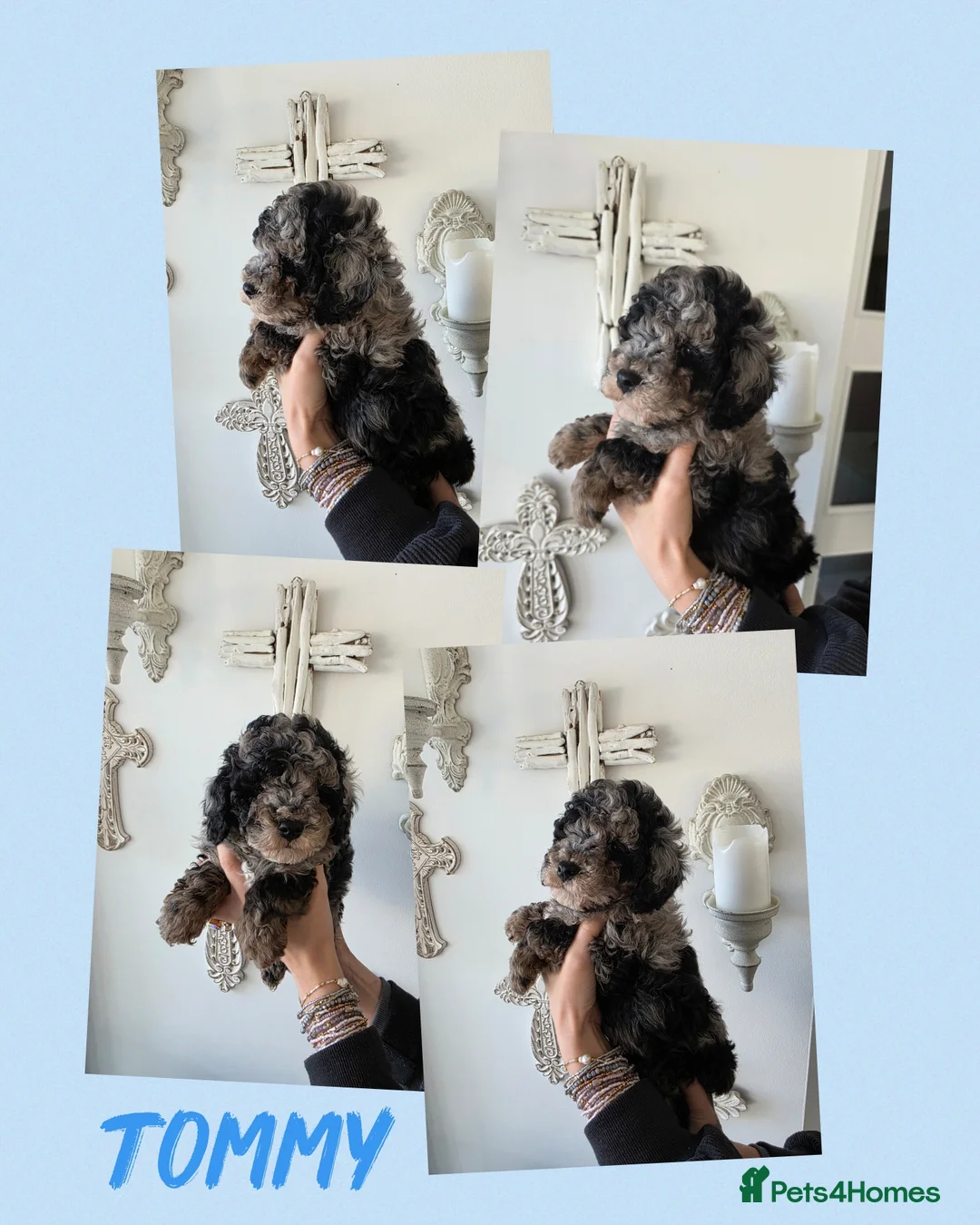 Cavapoo dogs for sale: 1 silver merle boy ready now  - Advert 1