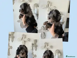 Cavapoo dogs Health checked and ready this weekend - Advert 13