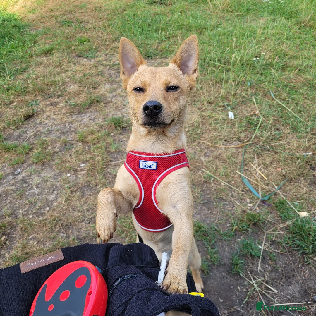 Mixed Breed dogs for sale: Jack/Pom/Chi Puppy Crossbreed for sale - Advert 5