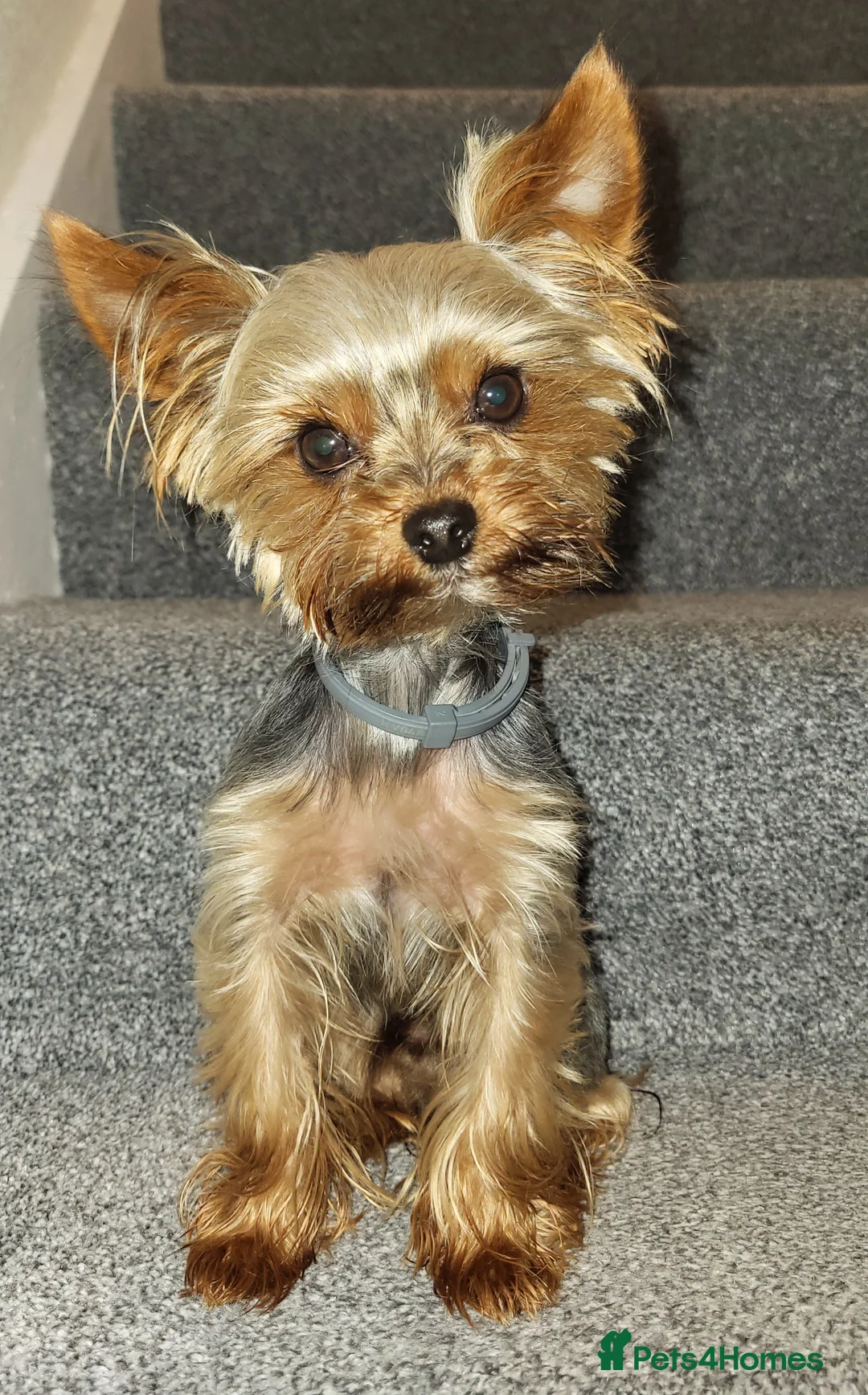 Yorkshire Terrier dogs for stud: Toffik ready for stud in Dagenham - Advert 4