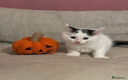 Mixed Breed cats for sale: KITTENS READY TO LEAVE!! BEAUTIFUL MARKINGS  - Image 2