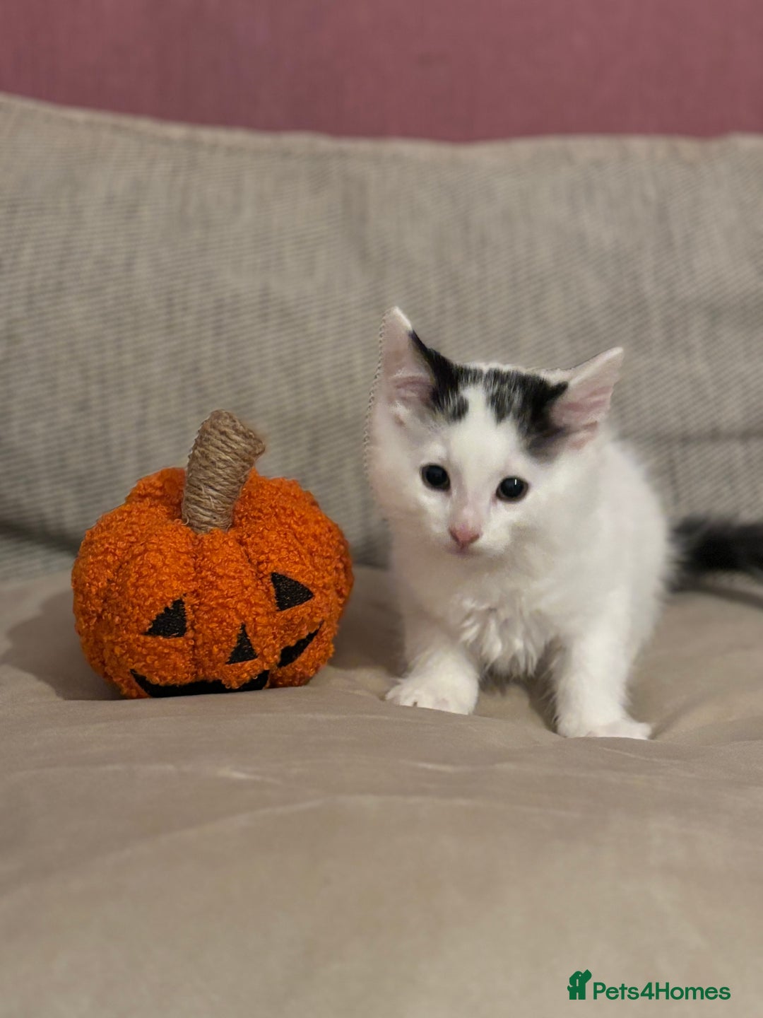 Mixed Breed cats for sale: KITTENS READY TO LEAVE!! BEAUTIFUL MARKINGS  - Image 2