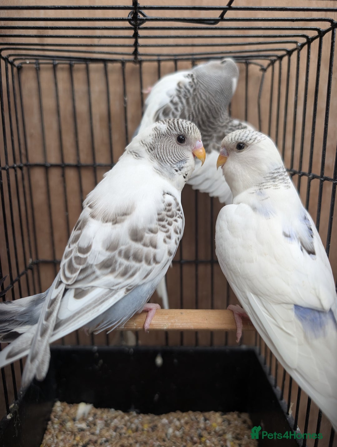 Budgerigars birds for sale: Baby budgies and starter cage  - Image 24