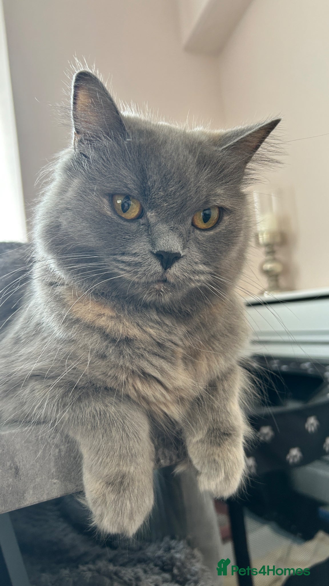 Scottish Fold cats Six Stunning Scottish Fold Kittens  - Advert 2