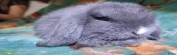 Mini Lop rabbits for sale: Baby Mini Lops - Advert 31