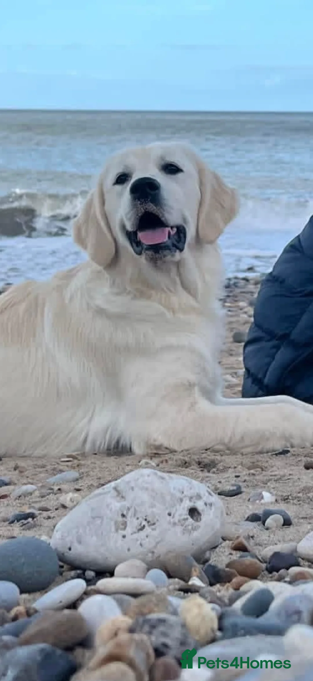 Golden Retriever dogs for sale: Saddest of sales golden retriever  - Advert 8