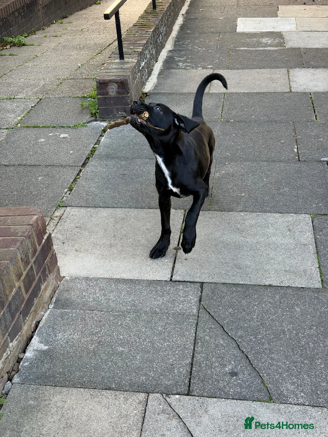 Cane Corso dogs for sale: Loving home needed  - Advert 2