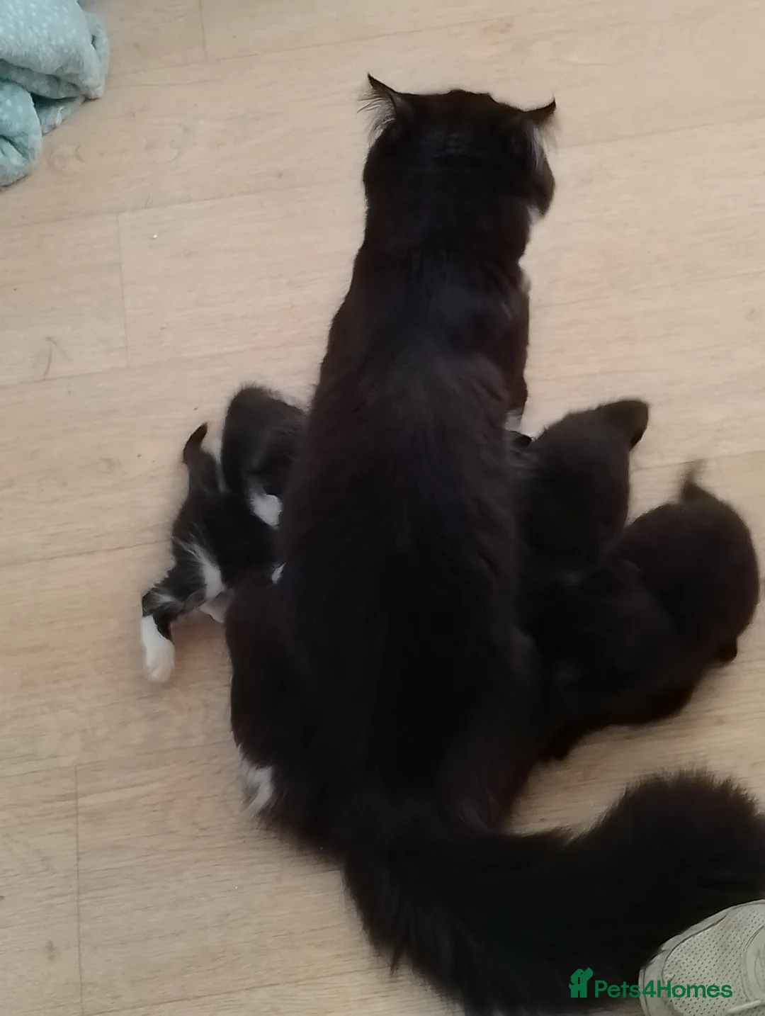 Mixed Breed cats for sale: Beautiful kittens  - Advert 10