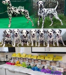 Dalmatian dogs Show Line LUA KC Dalmatian Puppies - Licensed - Advert 1