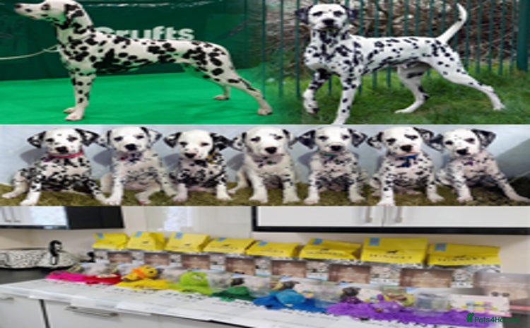 Dalmatian dogs Show Line LUA KC Dalmatian Puppies - Licensed - Advert 1