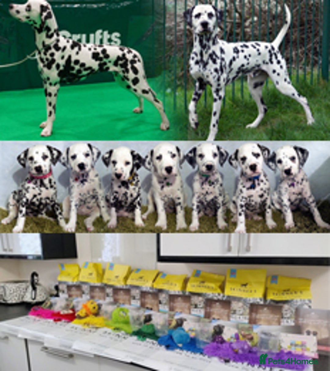 Dalmatian dogs for sale: Show Line LUA KC Dalmatian Puppies - Licensed - Advert 1