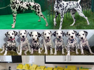 Dalmatian dogs Show Line LUA KC Dalmatian Puppies - Licensed - Advert 5