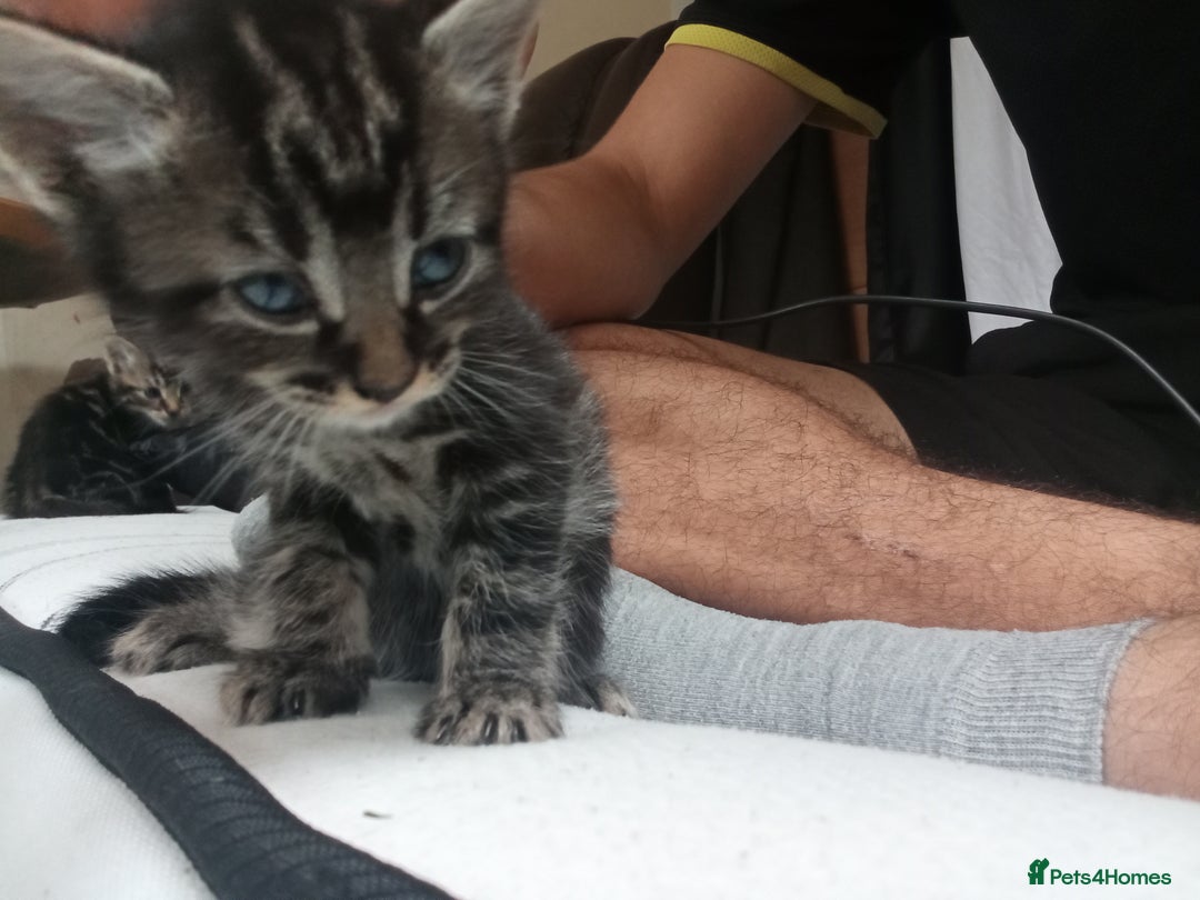 British Shorthair cats for sale: Shosho - Image 1