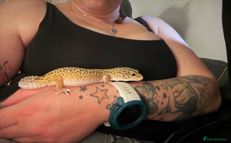 Leopard Gecko reptiles - Advert 13