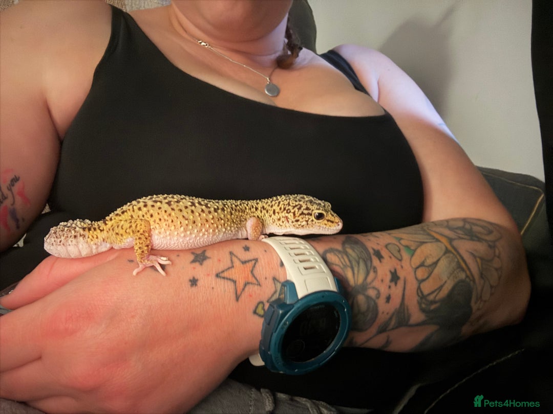 Leopard Gecko reptiles for sale: Leopard gecko  - Image 1