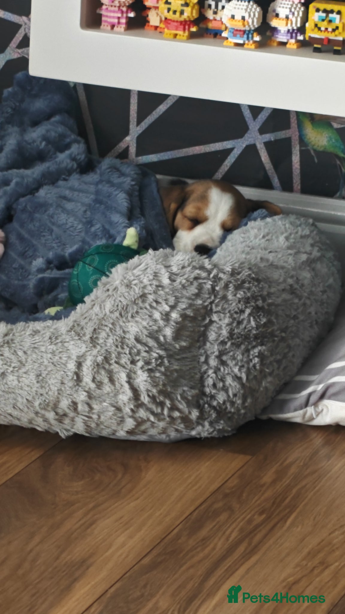 Beagle dogs for sale: Beagle female  in Prenton - Advert 4