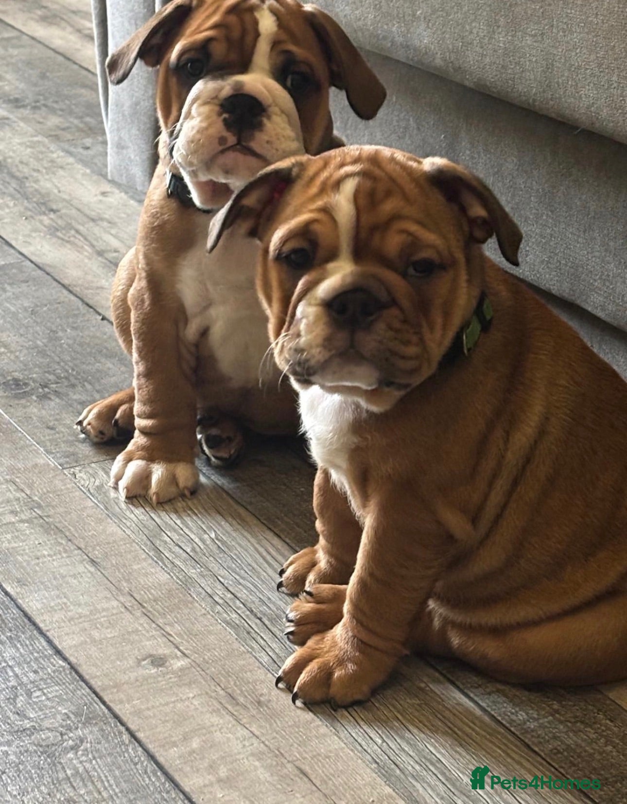 English Bulldog dogs STUNNING TRADITIONAL ENGLISH BULLDOG - Advert 1