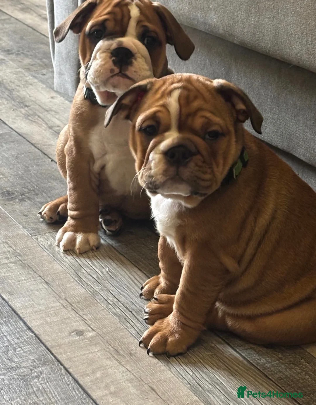 English Bulldog dogs for sale: STUNNING TRADITIONAL ENGLISH BULLDOG - Advert 1