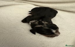 Cocker Spaniel dogs for sale: Cocker Spaniel Pups Seeking Forever Homes!💖 - Image 23
