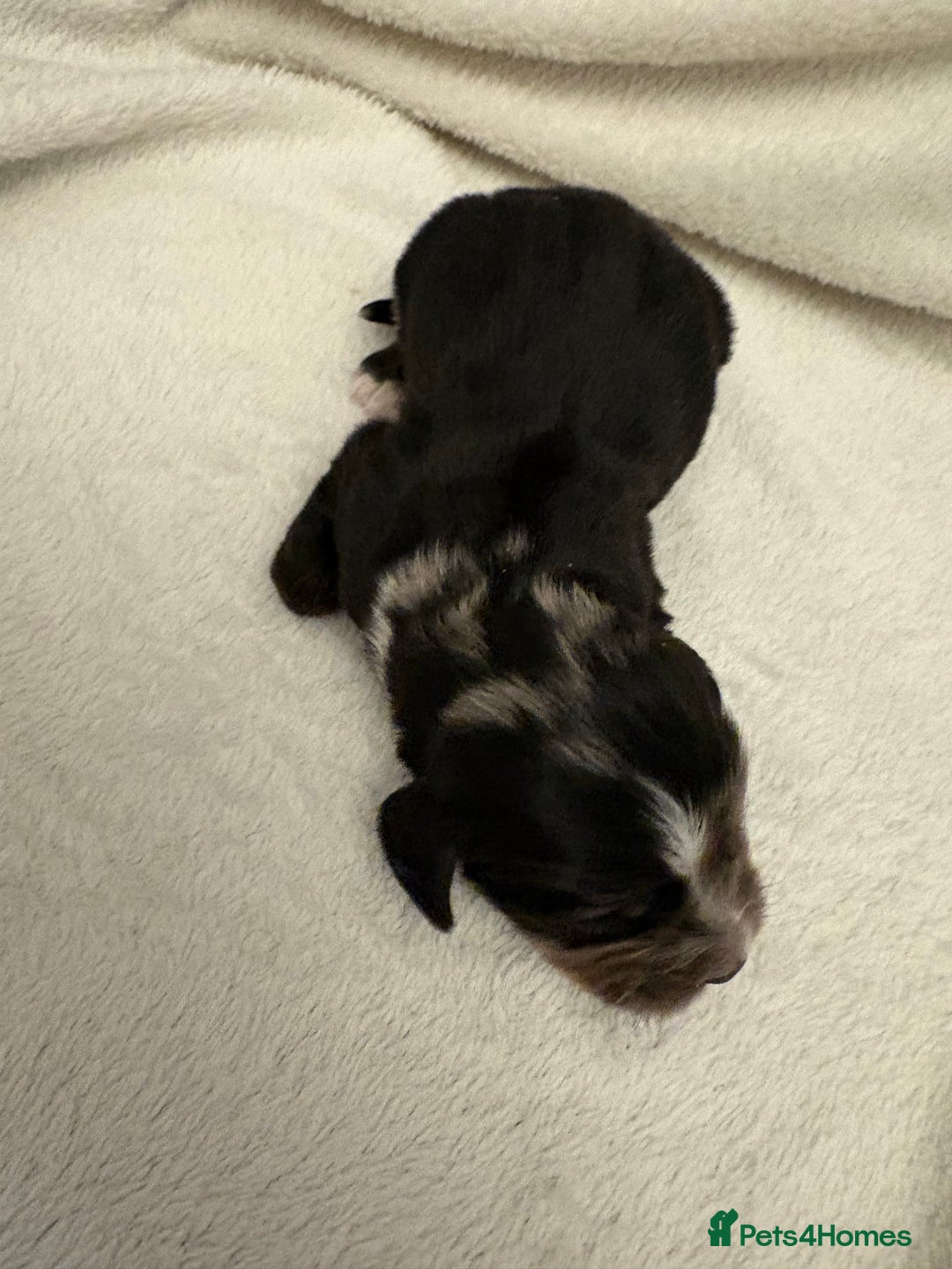 Cocker Spaniel dogs for sale: Cocker Spaniel Pups Seeking Forever Homes!💖 - Image 23