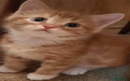 Mixed Breed cats for sale: Kittens available ( ready now ) - Image 1